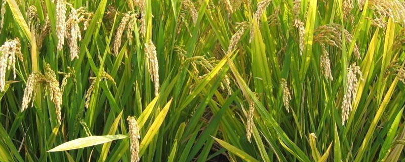 川谷优208水稻种子介绍，注意防治稻瘟病