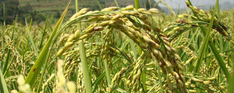 旌3优177水稻品种的特性，综合防治病虫害