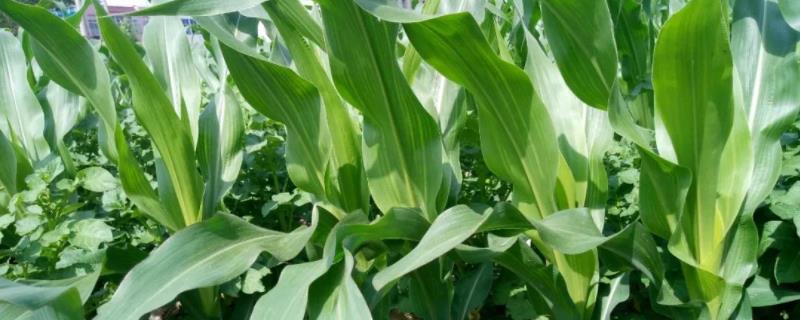 多玉3号玉米种子特征特性，结合每亩施穗肥尿素20公斤