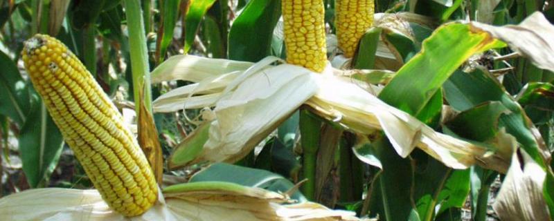 惠玉788（区试名称：惠玉2106）玉米品种的特性，大喇叭口期防治玉米螟