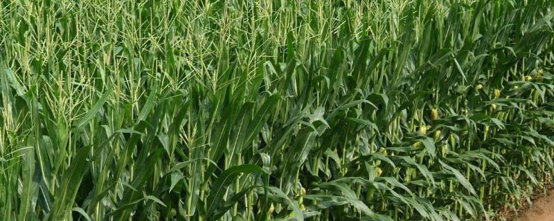 兴农单5号（区试名称：兴试Z2123）玉米种子简介，每亩尿素25公斤