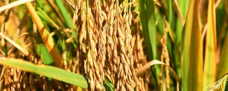 糯优918（区试名称：香糯918）水稻品种简介，每亩1.2～1.5万穴