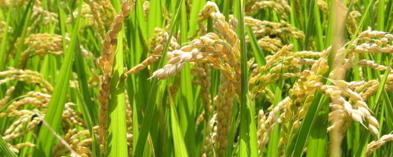 隆两优1025（区试名称：H638S/R1025）水稻品种简介，插植密度20×26厘米