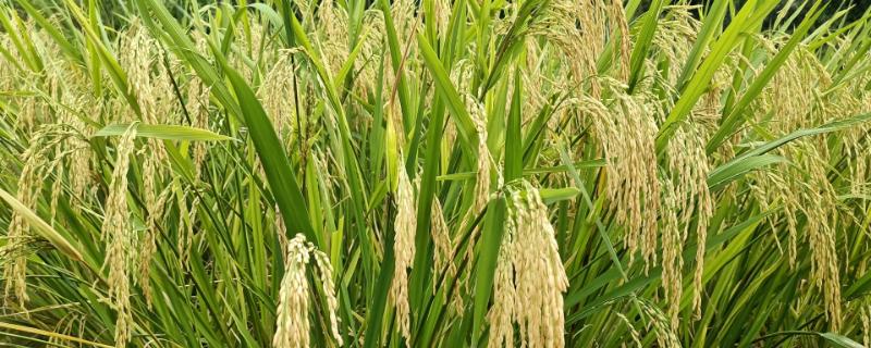 宁粳7号（区试名称：W030）水稻种子简介，宁粳7号属偏大穗型品种