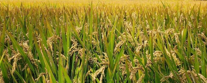 美优622水稻种子特点，高肥力的田块应减少氮肥施用量