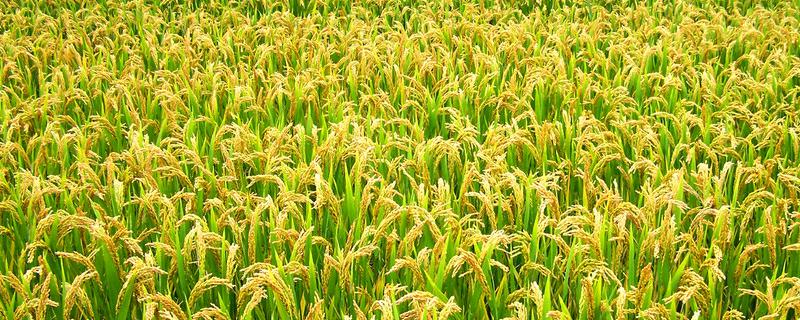 中研优519水稻种子特点，该品种属弱感光型三系杂交稻
