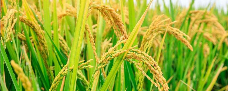 丰田优9802水稻品种的特性，该品种属弱感光型三系杂交稻