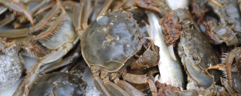 河蟹吃什么食物，主要食用水草、动物腐尸、小鱼虾等