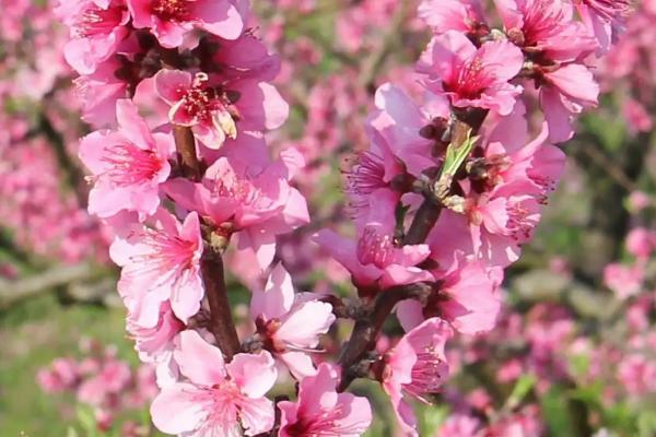 有什么好看的花，玫瑰、樱花、兰花等品种比较美观