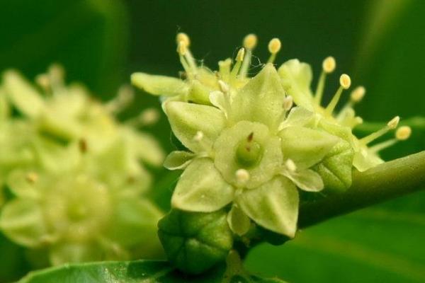 广东有什么蜜源植物，包括油菜、荔枝、野桂花、龙眼等品种