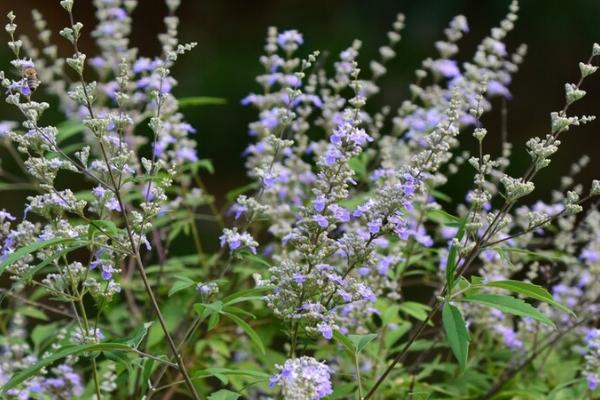 广东有什么蜜源植物，包括油菜、荔枝、野桂花、龙眼等品种