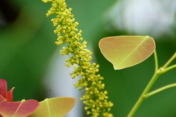 广东有什么蜜源植物，包括油菜、荔枝、野桂花、龙眼等品种