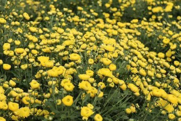 菊花冬季种植方法，初冬季节及时剪去残花