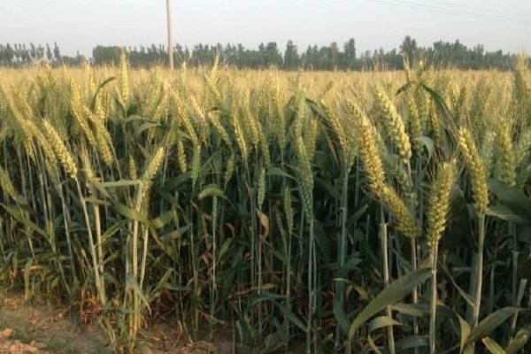 明麦2号小麦种子简介，中抗黄花叶病毒病