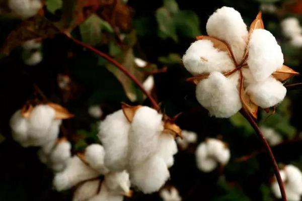 开圣105棉花种子特点，应在4月上中旬播种