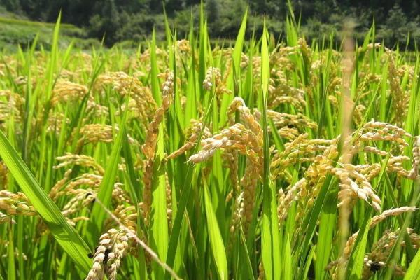 宜优5号水稻种子简介，平均全生育期159天