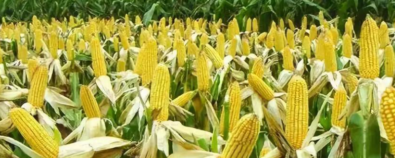 吉单503玉米品种的特性，出苗至成熟117天