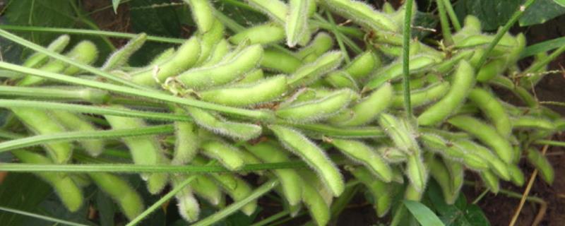 白农12大豆种子简介，中抗大豆花叶病毒病混合株系