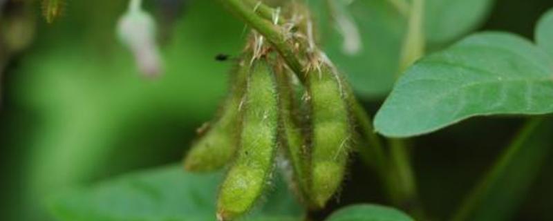 吉黑3号大豆品种的特性，中抗大豆灰斑病