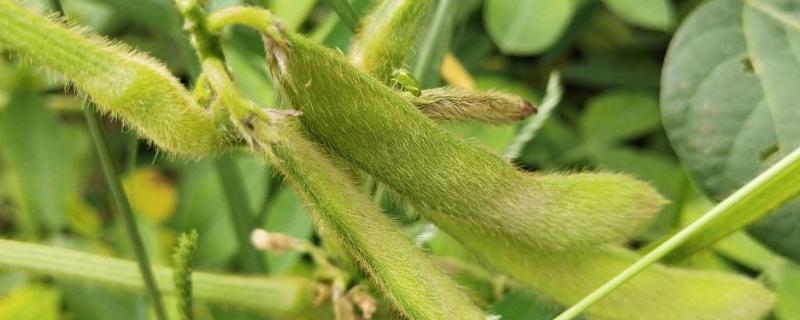 吉育104大豆种子介绍，8月中旬及时防治大豆食心虫