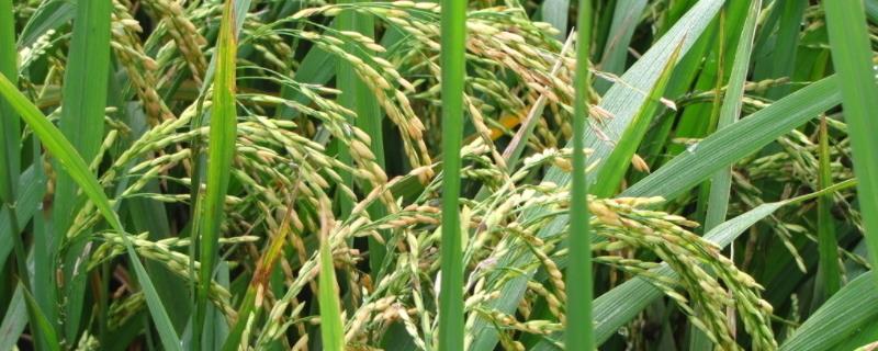通禾857水稻品种的特性，叶瘟表现中抗
