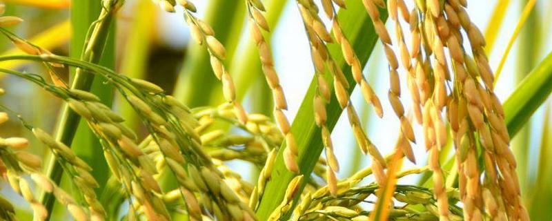 通育238水稻种子简介，4月上旬播种