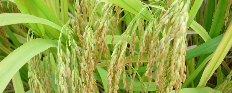 吉星粳稻18水稻种子介绍，着粒密度适中