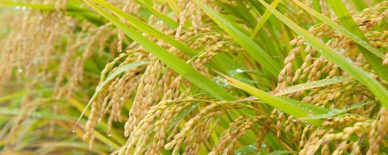 松辽7水稻种子特点，生育期间注意药剂防治病虫害