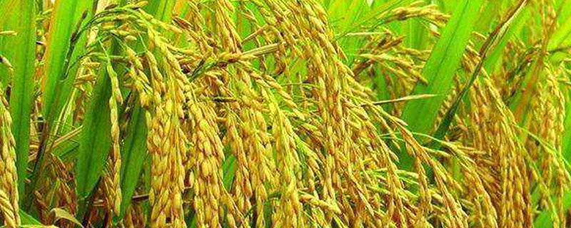 松辽6水稻种子特点，着粒密度适中