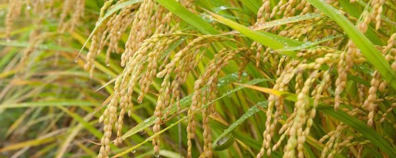 通育406水稻品种的特性，生育期130天左右