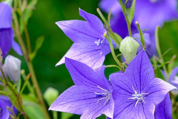 象征和谐的花有哪些，有雏菊、合欢花、百合花等