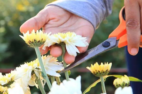 菊花如何进行无性繁殖，以扦插、分株、压条、嫁接为主