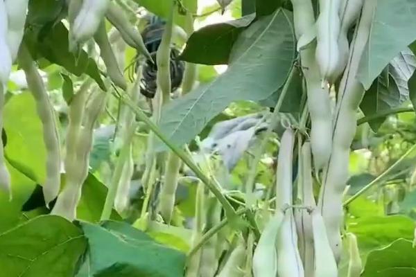 山东芸豆的种植方法，可选择在4月份进行