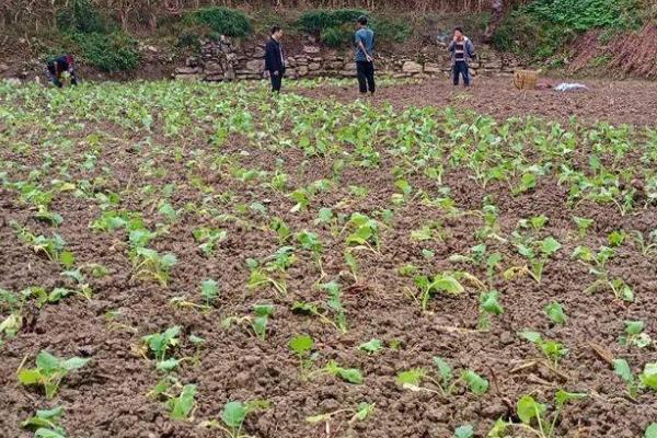 11月份种油菜是否算晚，此时依然可以种植