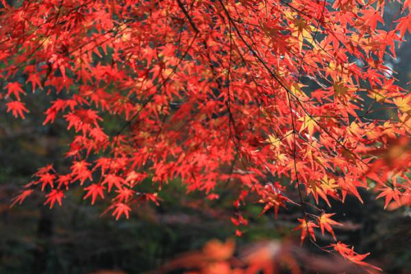 栖霞山红叶几月份观赏最佳，11月中旬至12月中旬最好看