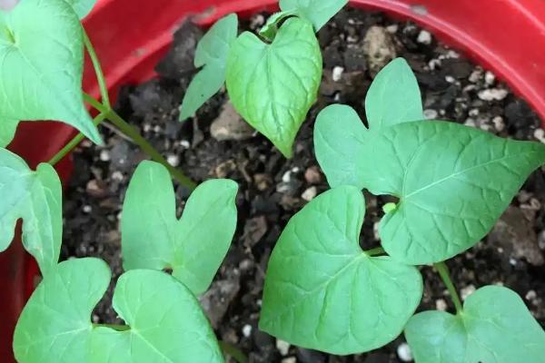 牵牛花种子需要泡水吗，外壳很坚硬种植前需要泡水