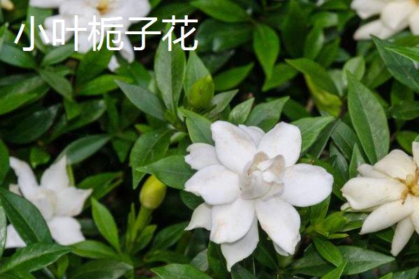 大叶栀子花与小叶栀子花的区别是什么，株型、花期、花朵、香味浓度均不同