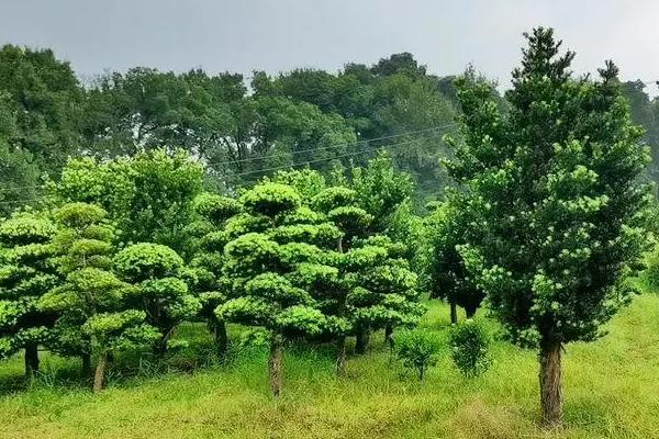 罗汉松移栽的注意事项，小苗一般在每年春季3-4月份移栽