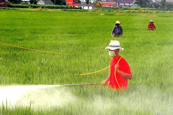 稻纵卷叶螟的危害特点，幼虫会吐丝卷叶、受害叶片上会出现白色条斑