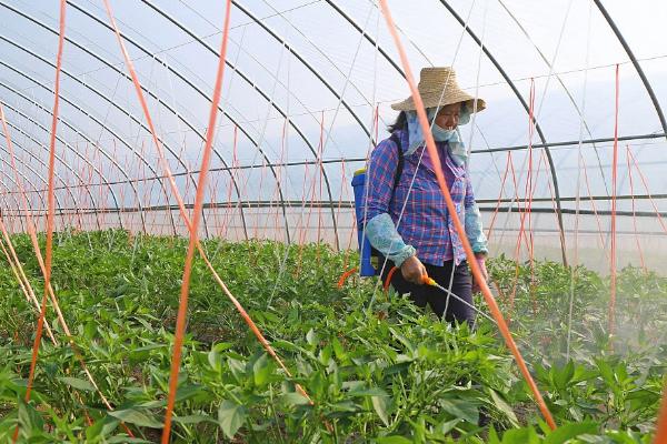 辣椒叶子卷曲的原因，可能是土壤干旱、高温所致