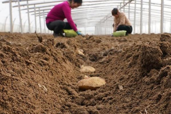 土豆播种后为什么会腐烂，主要原因是积水、无芽、发生病害、温度不适