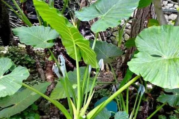 滴水观音的移栽季节，除冬季以外均可移栽