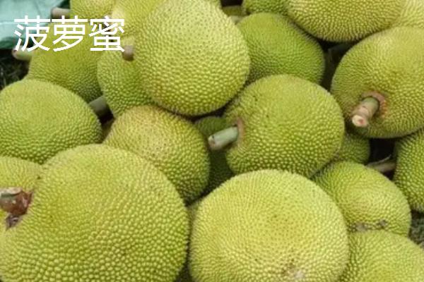 榴莲蜜是什么季节的水果，成熟时间为7-9月份