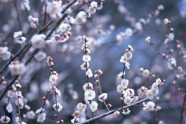 桃花适合长在哪里，阳光充足、通风良好、偏干燥的地方适合它们生长