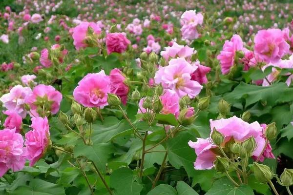 成都的市花，芙蓉花开遍大街小巷