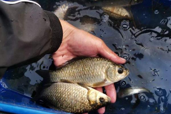 养鲫鱼换水频率，夏季每隔3-4天换一次