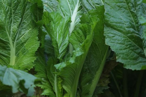 芥菜的品种，常见的有雪里蕻、榨菜等