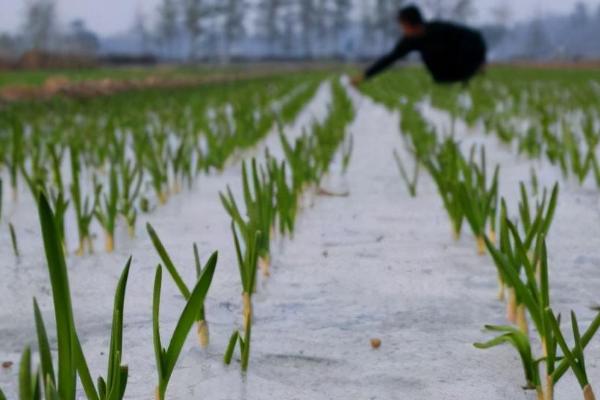 种植大蒜怎么覆盖地膜，播种后先浇水、水分下渗再覆膜