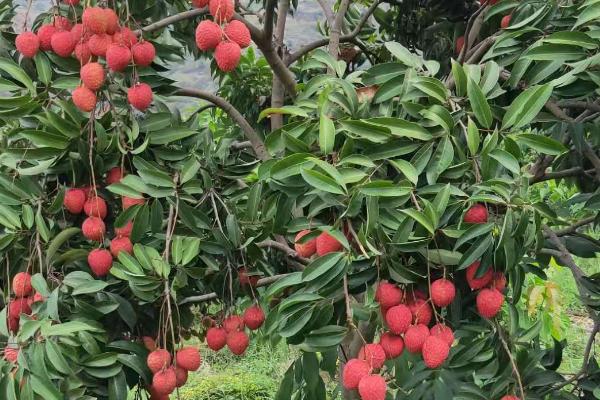 荔枝的施肥时间，分为基肥、促花肥、壮果肥