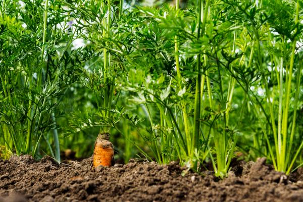 反季节种植胡萝卜的方法，浸泡种子并催芽、露白后再播种